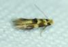 Bucculatrix thoracella